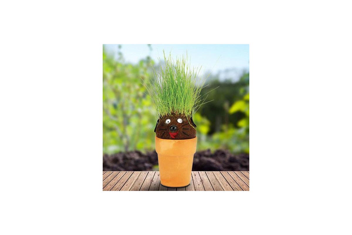 Mrs Green Magic Pot Head Plant – Hair Grass Plants Pot Growing Seeds Kids Gardening Fun